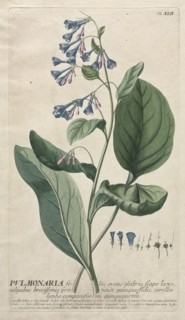 Plantae Selectae:  No. 42 - Pulmonaria. Georg Dionysius Ehret (German, 1708-1770), Christopher