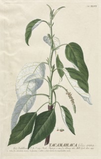 Plantae Selectae:  No. 46 - Tacamahaca. Georg Dionysius Ehret (German, 1708-1770), Christopher