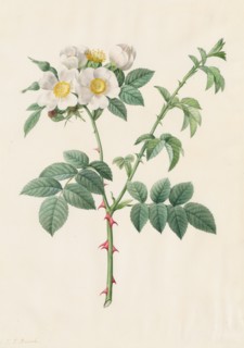 Brier Bush Rose or Dog Rose (Rosa Leucantha), 1817-1824. Henry Joseph Redouté (French, 1766-1853).