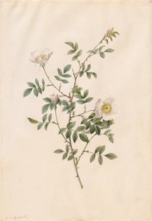 Brier Bush Rose or Dog Rose (Rosa Sepium Rosea), 1817-1824. Henry Joseph Redouté (French,