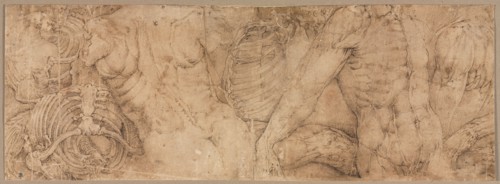 Torsos with Rib Cages, early 1540s. Battista Franco (Italian, c. 1510-1561). Pen and brown ink;