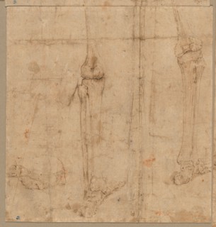 Lower Half of Skeleton from the Back, early 1540s. Battista Franco (Italian, c. 1510-1561). Pen and