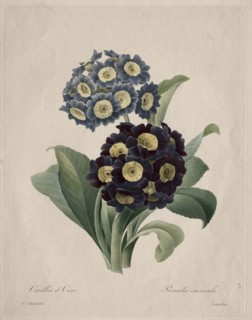 Primula auricula, 1827. Henry Joseph Redouté (French, 1766-1853). Stipple and roulette