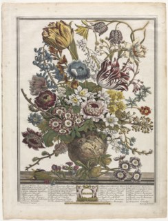 Twelve Months of Flowers:  March, 1730. Henry Fletcher (British, active 1715-38). Engraving,