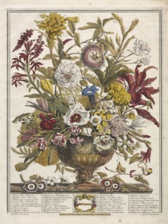 Twelve Months of Flowers:  September, 1730. Henry Fletcher (British, active 1715-38). Engraving,
