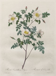 Les Roses:  Rosa Candolleana Elegans, 1817-1824. Henry Joseph Redouté (French, 1766-1853). Stipple
