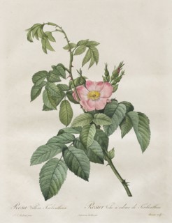 Les Roses:  Rosa Villosa Terebenthina, 1817-1824. Henry Joseph Redouté (French, 1766-1853). Stipple