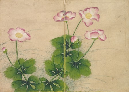 Desk Album: Flower and Bird Paintings (mallow flowers), 18th Century. Zhang Ruoai (Chinese). Album