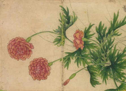 Desk Album: Flower and Bird Paintings (Peony), 18th Century. Zhang Ruoai (Chinese). Album leaf, ink
