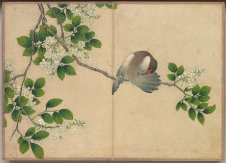 Desk Album: Flower and Bird Paintings (Preening Bird), 18th Century. Zhang Ruoai (Chinese). Album