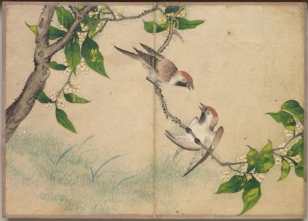 Desk Album: Flower and Bird Paintings (Gossiping Sparrows), 18th Century. Zhang Ruoai (Chinese).