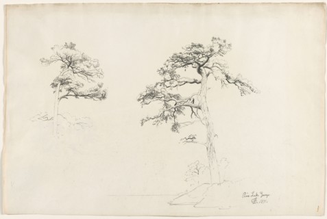 Pine, Lake George, 1871. David Johnson (American, 1827-1908). Pencil;
