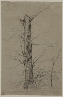Tree, c. 1835-45. Ludwig Ferdinand Schnorr von Carolsfeld (German, 1788-1853). Graphite and brown