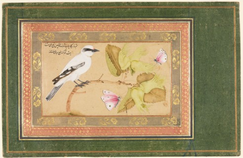 Black and White Bird Perched on a Shrub, 1651-1652. Shafi' Abbasi (Iranian). Opaque watercolor,