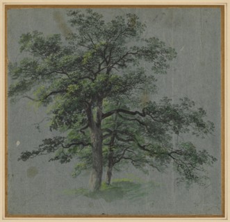 Two Trees, first half 1800s. Johann Jacob Dorner (German, 1775-1852). Brush and black and gray