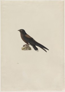 Needle-Tailed Swift (Hirundapus caudaculus), 1800s. Paul Hüet (French, 1803-1869). Watercolor and