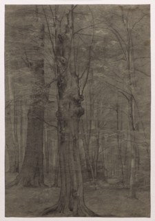 Trees. Leopold Bode (German, 1831-1906). Black chalk, with stumping and erasing; framing lines in