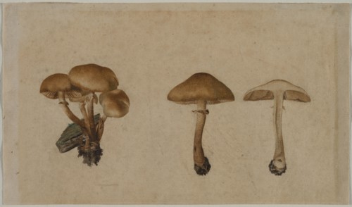 Mushrooms, 1751. Georg Wilhelm Baurenfeind (German, c. 1710-1763). Brush and brown wash and