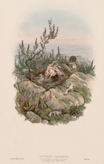 The Birds of Great Britain:  Cuculus canorus. John Gould (British, 1804-1881). Lithograph