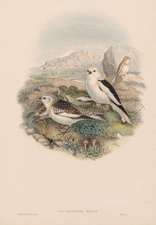 The Birds of Great Britain:  Plestrophanes nivalis. John Gould (British, 1804-1881). Lithograph