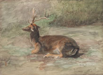 Recumbent Stag, second half 19th century. Rosa Bonheur (French, 1822-1899). Watercolor and gouache
