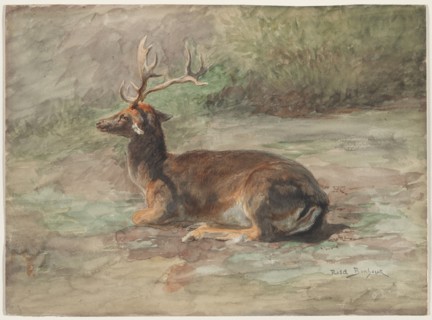 Recumbent Stag, second half 19th century. Rosa Bonheur (French, 1822-1899). Watercolor and gouache
