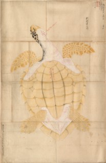 Tortoise, 18th century. Japan, Edo period (1615-1868). Watercolor on paper; framed: 114.4 x 75.5 cm