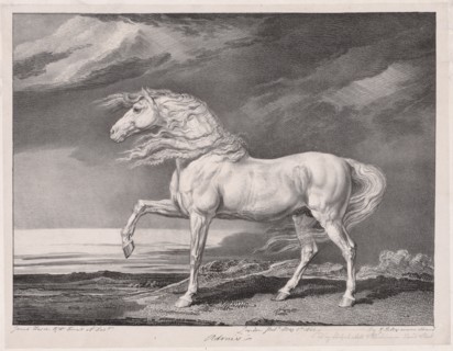Fourteen Celebrated Horses:  Adonis, 1824. James Ward (British, 1769-1859). Lithograph