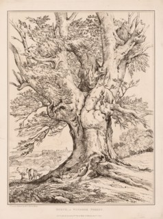 Beech in Windsor Forest, 1805. William Alfred Delamotte (British, 1775-1863). Engraving