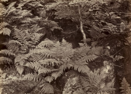 Untitled (Fern Study), late 1870s. Frank Meadow Sutcliffe (British, 1853-1941). Albumen print;