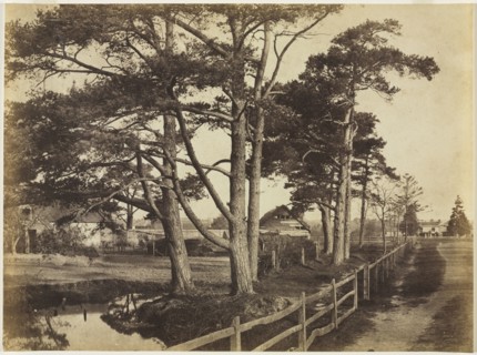 Scotch Firs, Hawkhurst, 1853. Benjamin Brecknell Turner (British, 1815-1894). Albumen print from