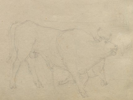 Album with Views of Rome and Surroundings, Landscape Studies, page 51b: Study of a Bull. Franz