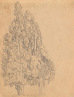 Album with Views of Rome and Surroundings, Landscape Studies, page 13a: Trees. Franz Johann