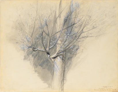 Budding Sycamore, c. 1876. John Ruskin (British, 1819-1900). Black and gray wash, gouache, and