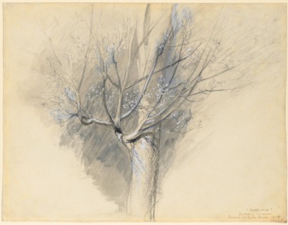 Budding Sycamore, c. 1876. John Ruskin (British, 1819-1900). Black and gray wash, gouache, and