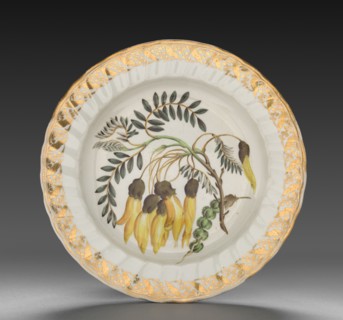 Plate from Dessert Service: Winged Podded Sophora, c. 1800. Derby (Crown Derby Period) (British).