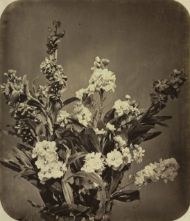 Bouquet, c. 1855. Adolphe Braun (French, 1812-1877). Albumen print, varnished, from wet collodion