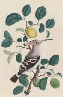 Hoopoe on a Citrus Tree Branch, c. 1800. India, Company school, Calcutta, early 19th Century. Color