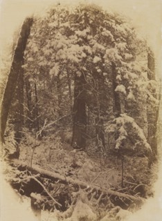 Photographic Studies by W. J. Stillman. Part 1. The Forest. Adirondack Woods.: Untitled (Woods in