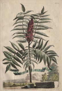 Phytographia Curiosa:  Sumach Arbor. Abraham Munting (Dutch, 1626-1683). Etching, hand colored with