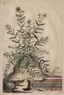 Phytographia Curiosa:  Cistus Minor Rosmarini-Folius. Abraham Munting (Dutch, 1626-1683). Etching,