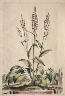Phytographia Curiosa:  Acetosa Vulgaris sive Rumex Canpferinus. Abraham Munting (Dutch, 1626-1683).