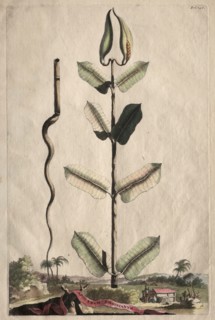 Phytographia Curiosa:  Apocynum Virginianum. Abraham Munting (Dutch, 1626-1683). Etching, hand