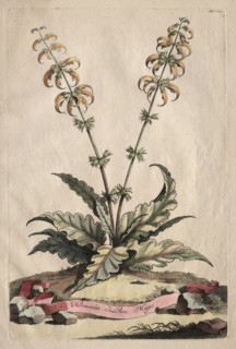 Phytographia Curiosa:  Horminum Indicum Majus. Abraham Munting (Dutch, 1626-1683). Etching, hand
