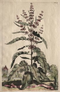 Phytographia Curiosa:  Lapathum Longifolium Crispum. Abraham Munting (Dutch, 1626-1683). Etching,
