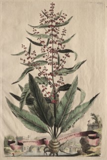 Phytographia Curiosa:  Britannica Antiquorum Vera. Abraham Munting (Dutch, 1626-1683). Etching,