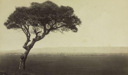 Untitled (Landscape near Watsonville, California), c. 1879. Eadweard J. Muybridge (American,