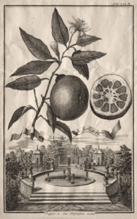 Nurnbergische Hesperides:  Aranzo de fior doppio, 1714. Joseph de Montalegre (Hungarian). Etching