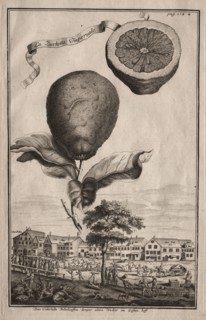 Nurnbergische Hesperides:  La Luchetta Imoperiale, 1714. Joseph de Montalegre (Hungarian). Etching