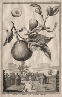 Nurnbergische Hesperides: Limon bergamotto personzin gientile, 1714. Joseph de Montalegre